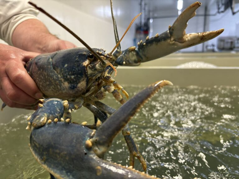 Homard bleu en bord de viver Filpromer